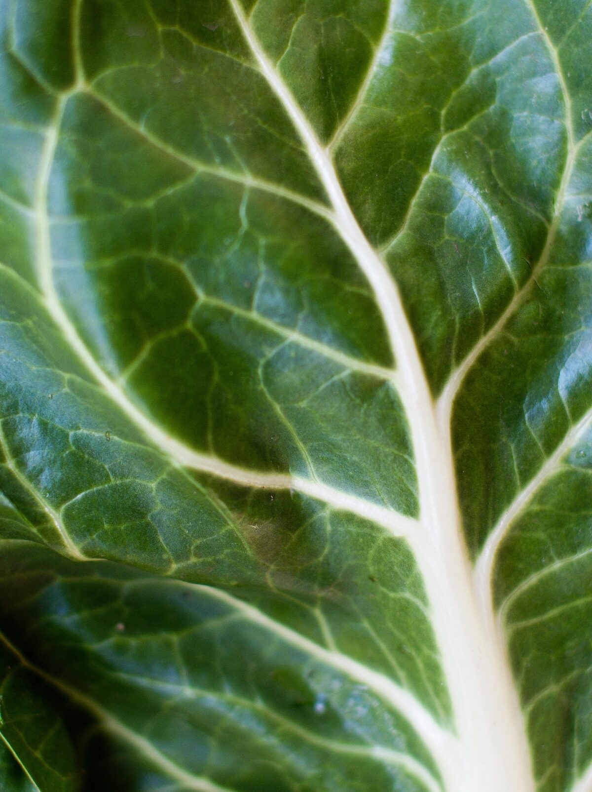 图集 | Gallery